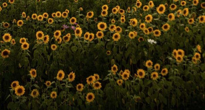 这个消费群体，家电厂商今年要联手在各地去捕捉！-家电圈官网