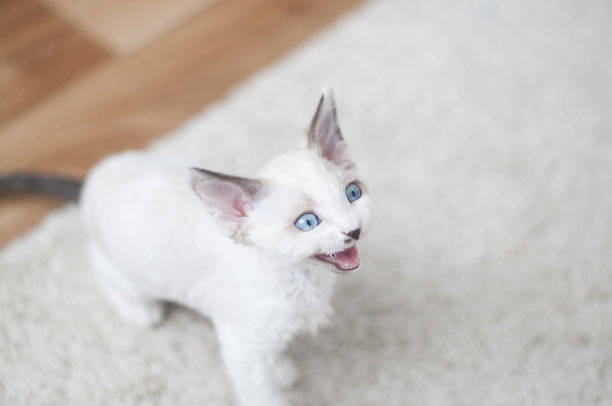 每只小猫都有一个胎盘,在每只小猫出生之后都应该排出体外.