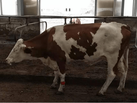 谈肉牛瘤胃酸中毒问题