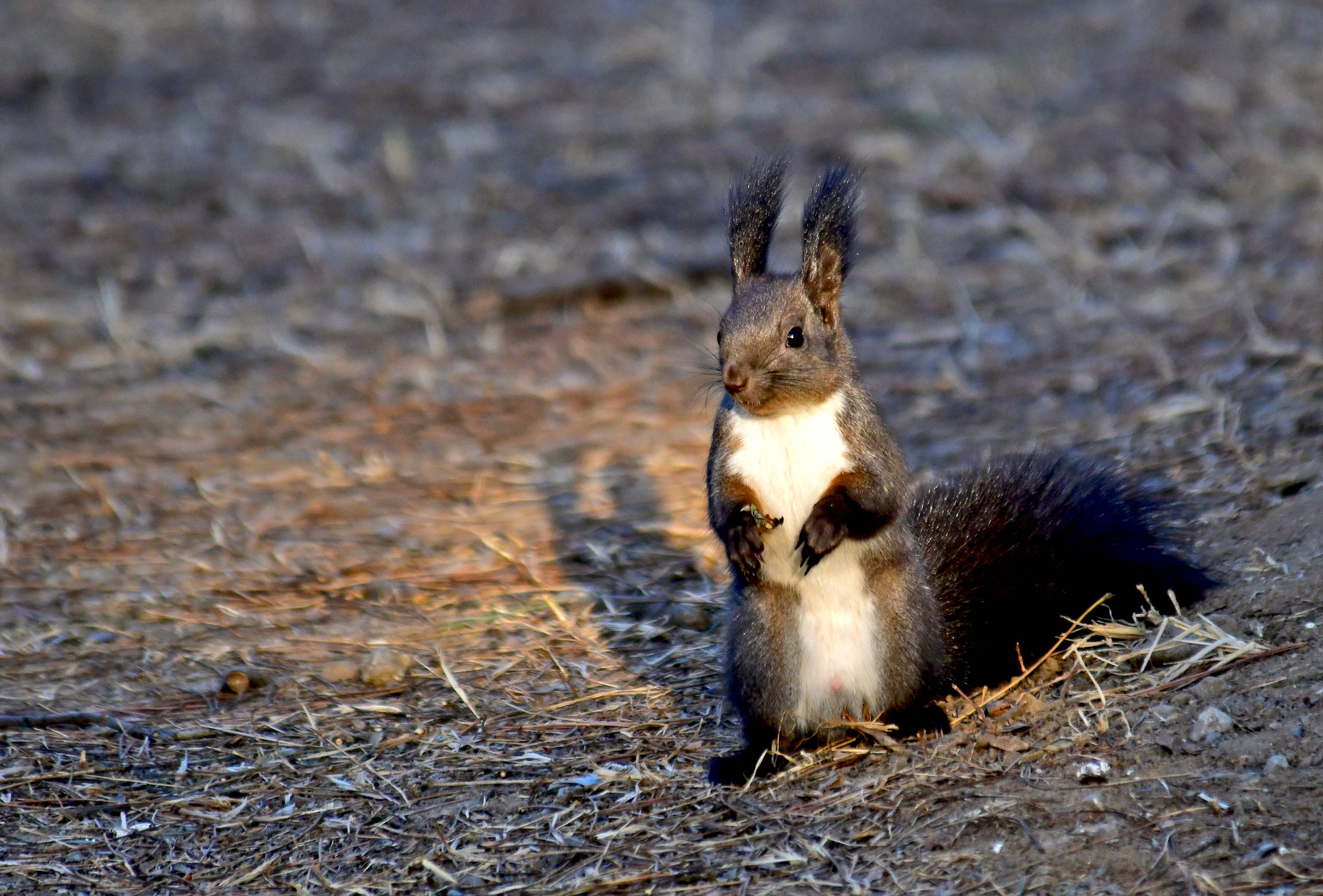 冬日暖阳下的黑松鼠