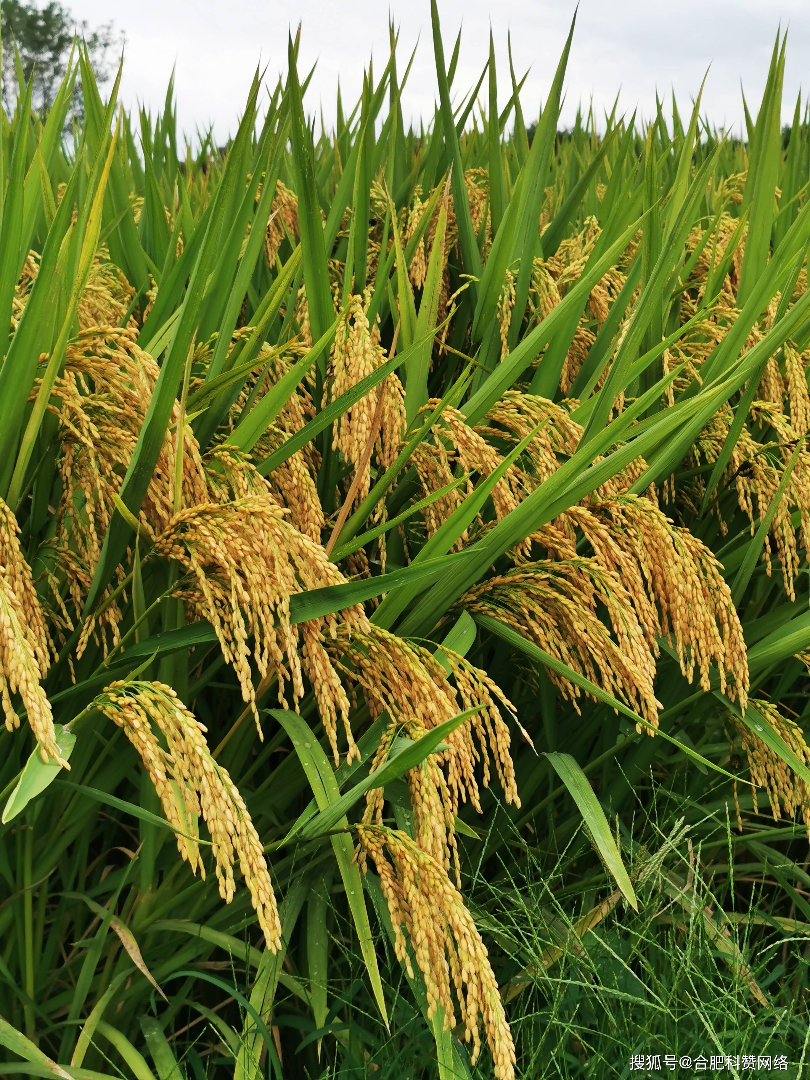 齐粳31水稻图片