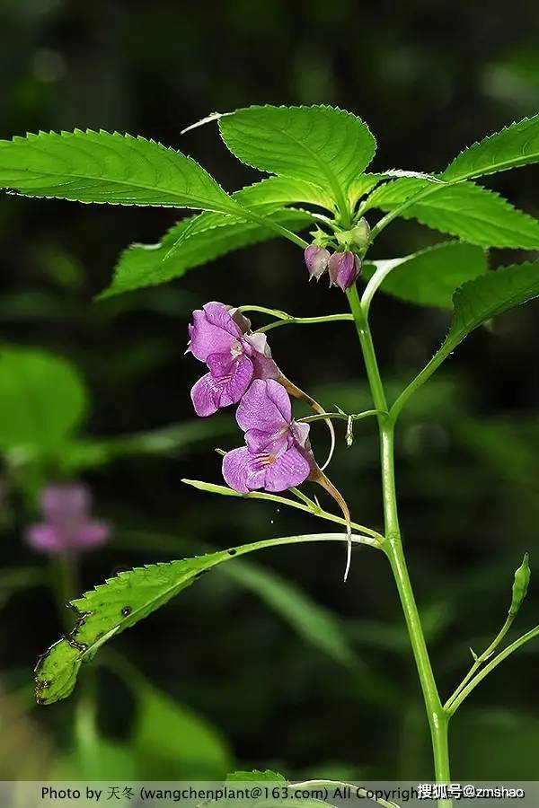 凤仙花种种-搜狐大视野-搜狐新闻