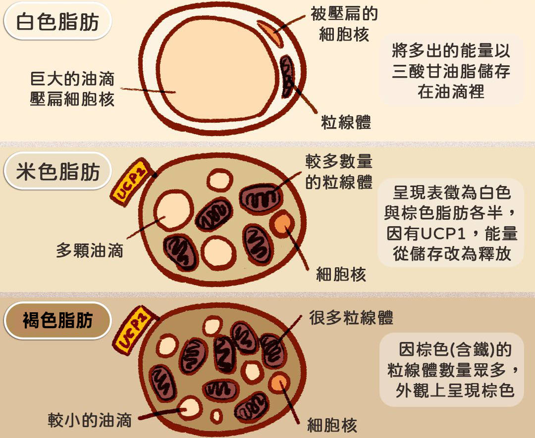 减肥从燃脂开始为什么益康莱防弹咖啡减脂不反弹神奇的燃脂素柑橘多酚