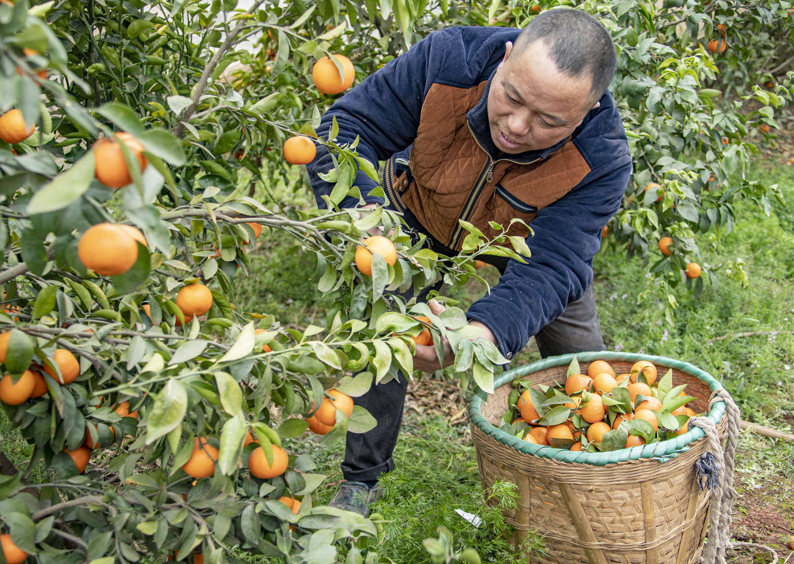 伯园家庭农场借助油菜花盛开时节游客观光高峰期,采摘销售沃柑,获得可