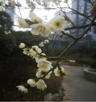 是一种|花花物语|坚贞红梅 只把春来报