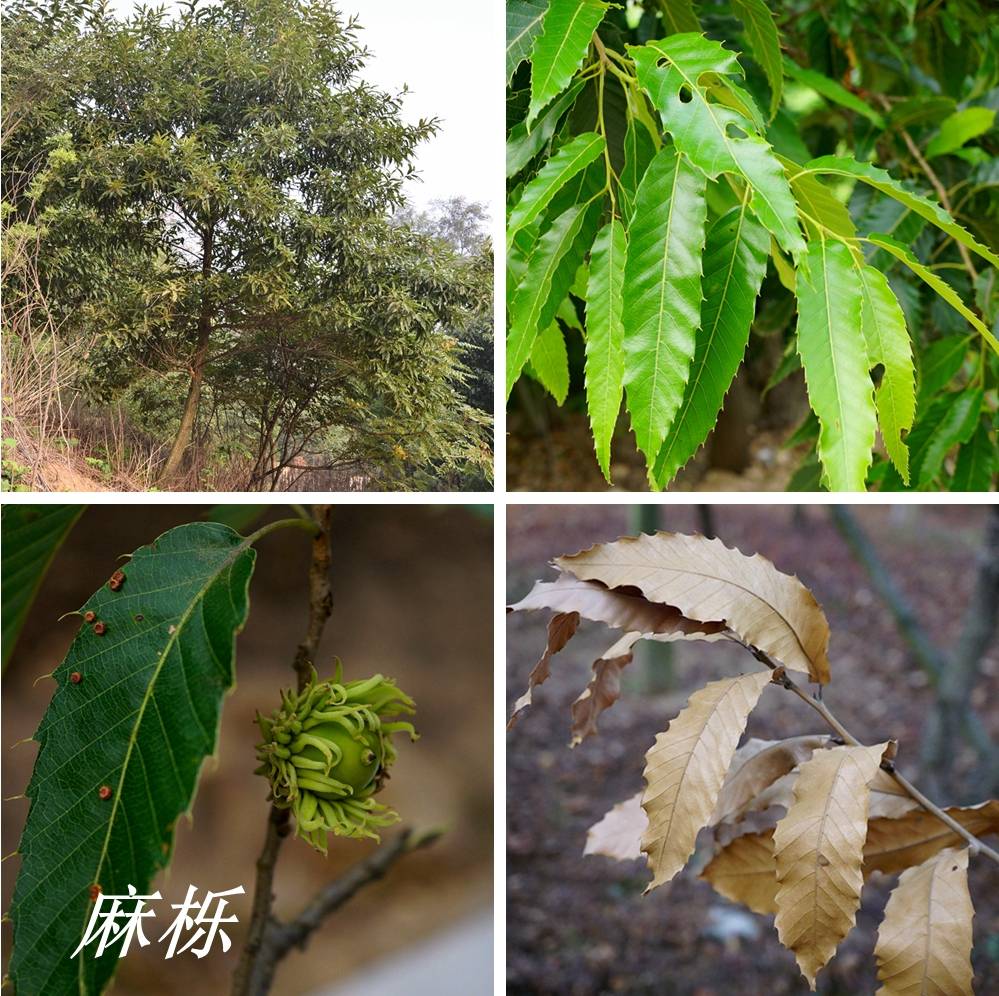 诗经里的植物辨识十九双重身份栎属之栩柞栎