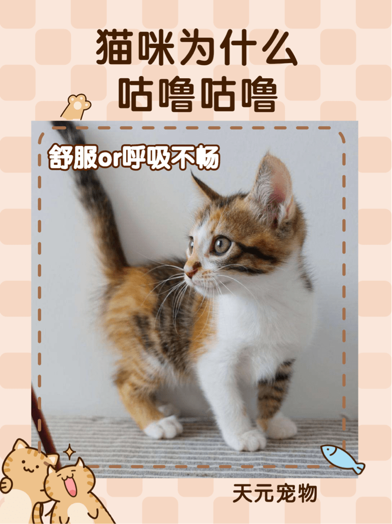 小猫为什么会经常发出咕噜咕噜的声音_猫咪_感觉_呼吸道