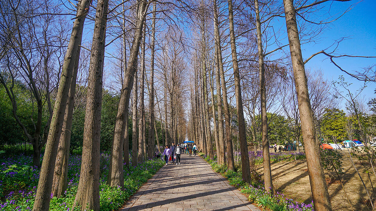 吴淞口|上海吴淞口南侧，未来将诞生上海最大森林公园，上海滨江森林公园