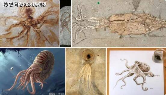 原创章鱼化石叫拜登