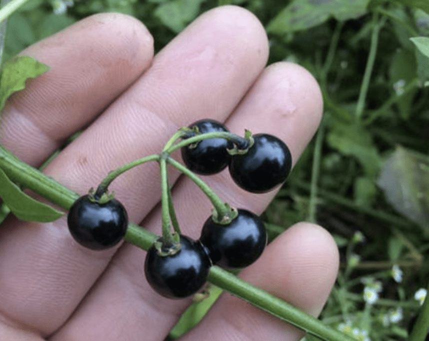 农村田地里以前常见的一种植物,如今越来越少了!