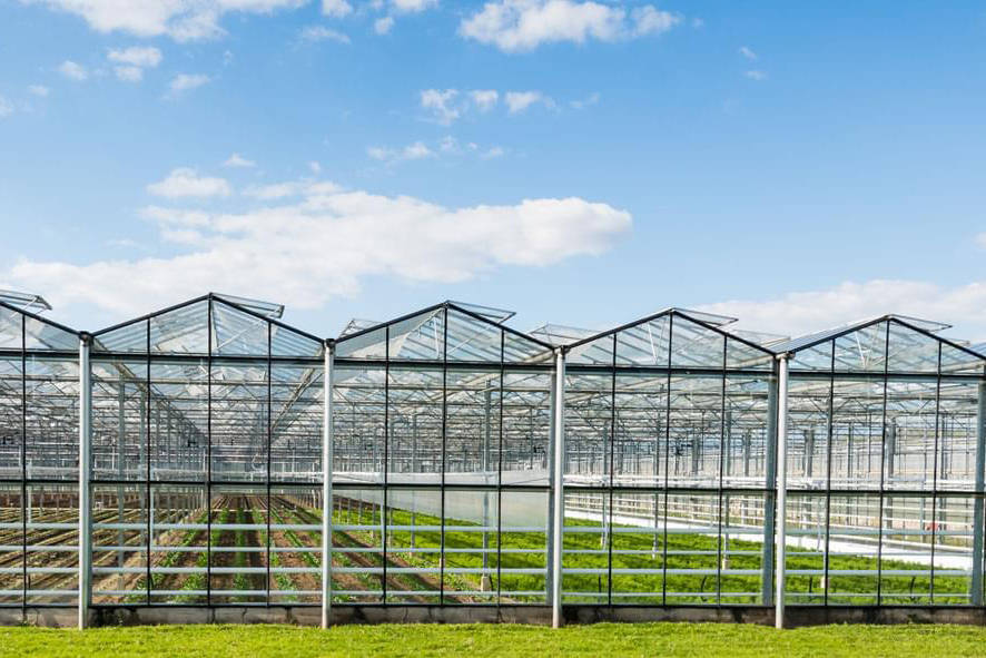 什么是温室农业 种植 植物 建筑