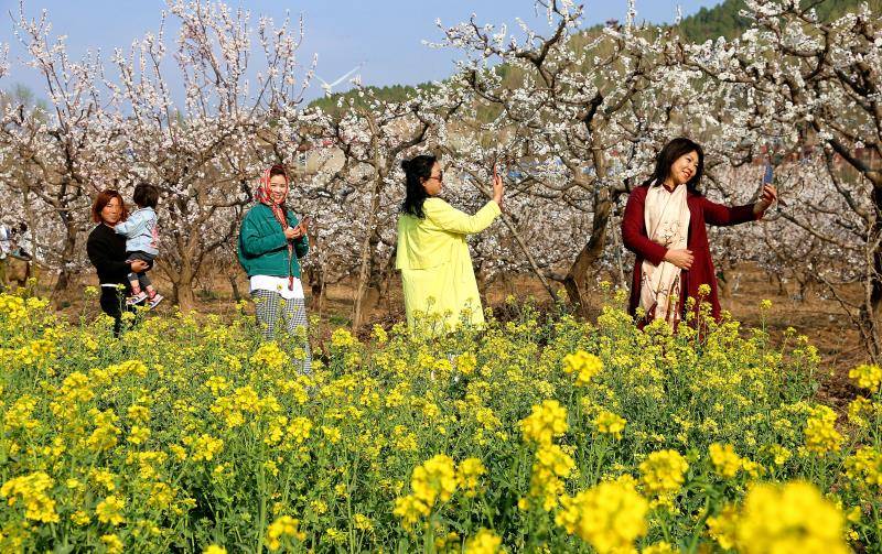 夏县:万亩杏花正艳时_北山底_金太阳_小山村