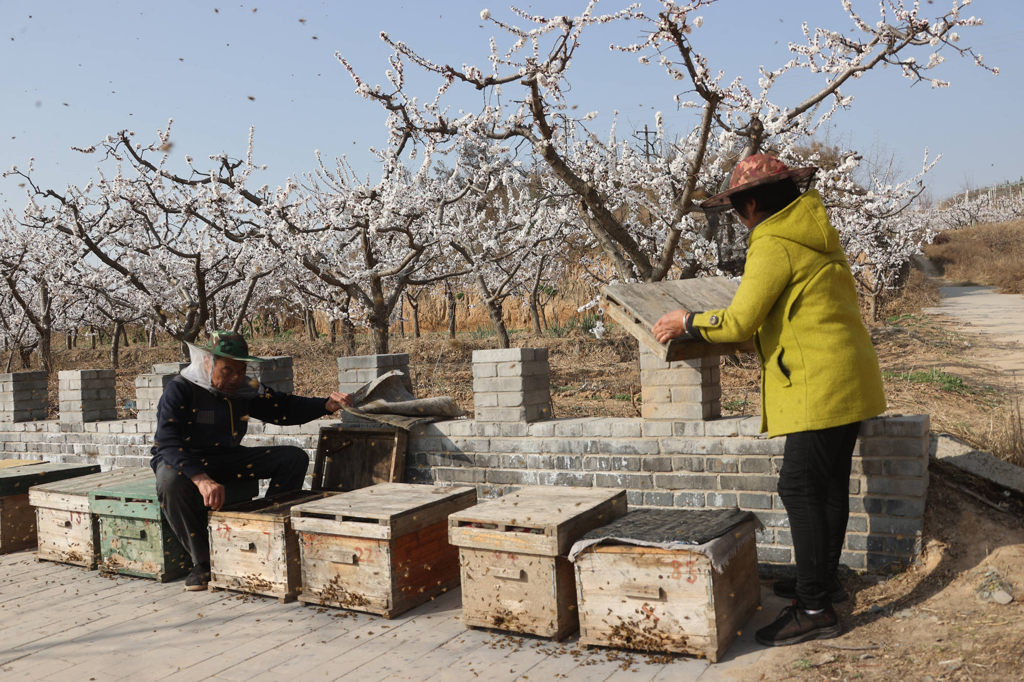 大荔双泉镇:早春三月杏花开一枝红杏出墙来_蔡庄_杏树_花儿