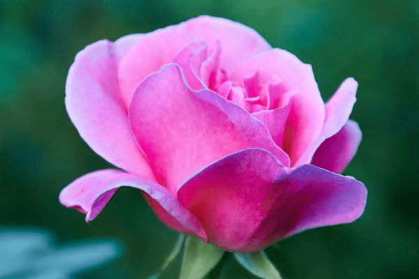 8月14日起 贵人助力 财气万丈 生活乐逍遥3项生肖 兔子 财运 发展