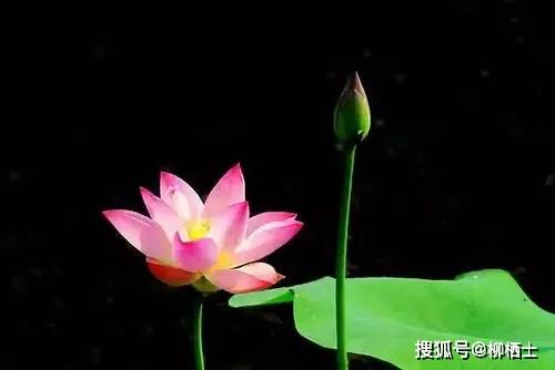 考场议论文之时评类作文写作指导 的材料 社会 小姐