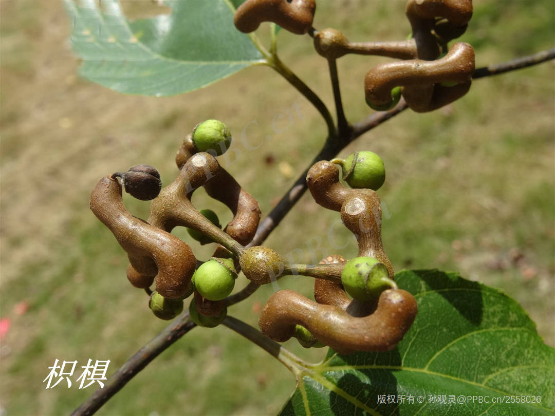 还有一种北枳椇,山东人叫拐枣,其外形酷似枳椇,过去视为一种,也叫枳椇