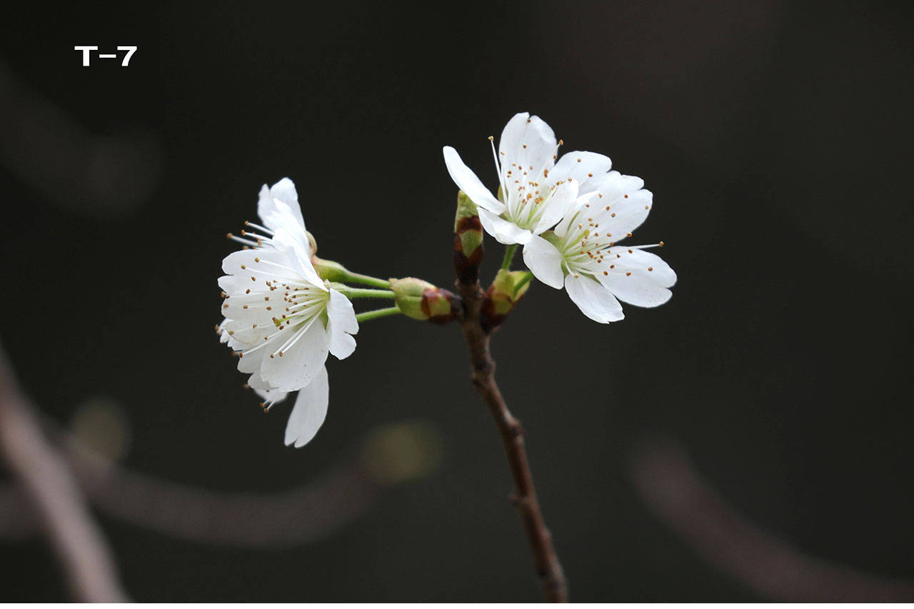 特征|哪个是樱花，哪个是樱桃花？你能否分清？