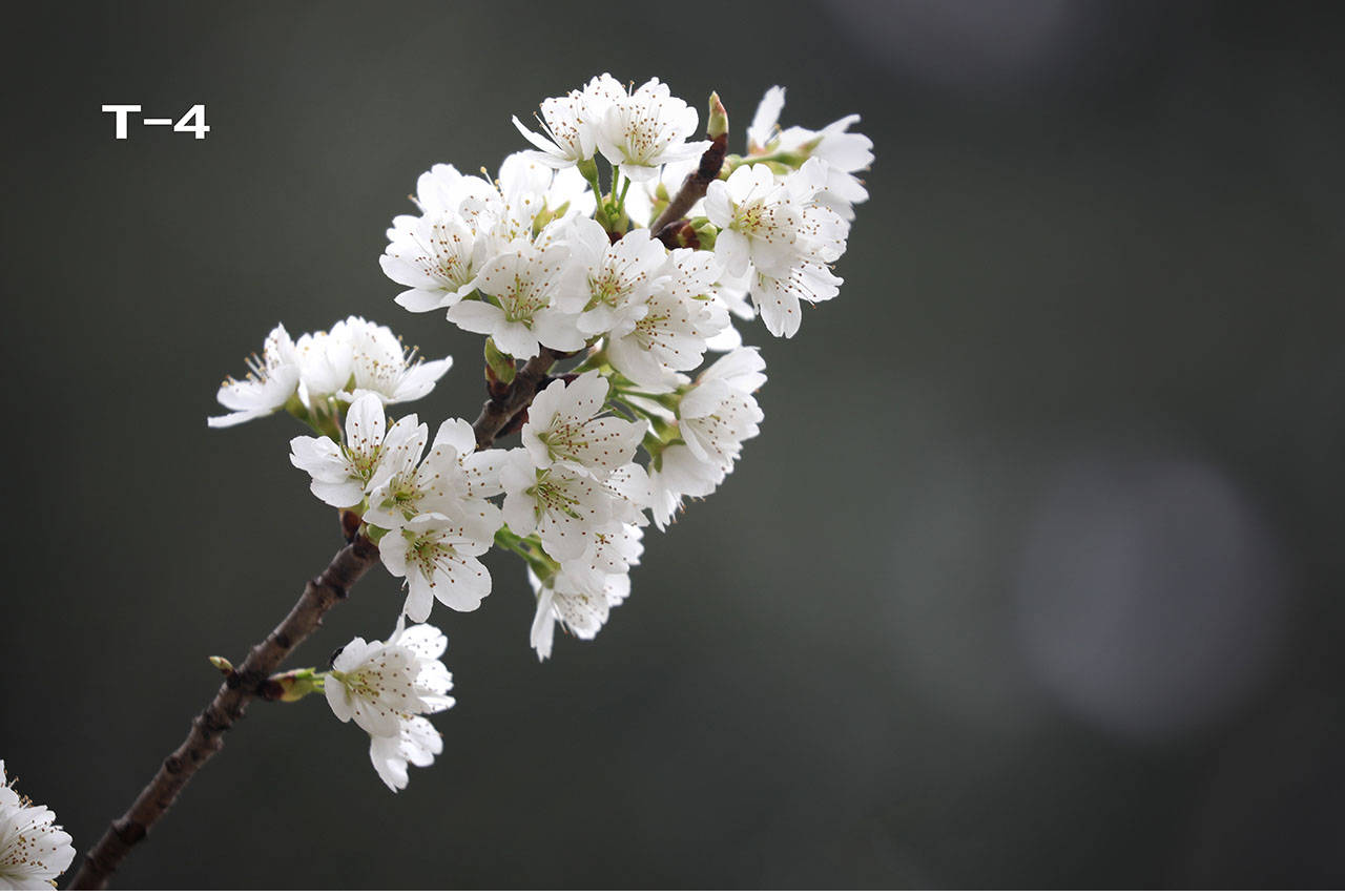 特征|哪个是樱花，哪个是樱桃花？你能否分清？