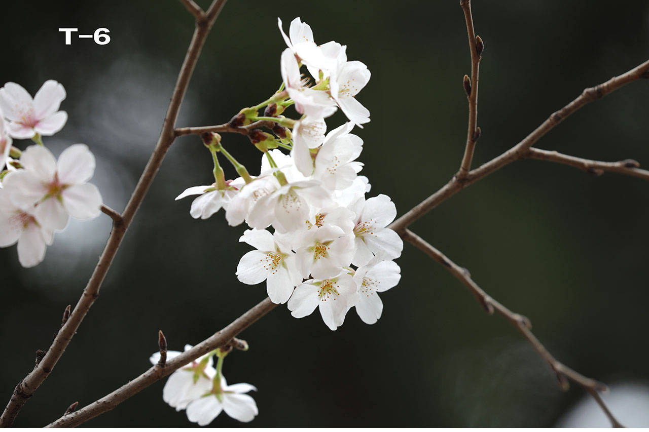 特征|哪个是樱花，哪个是樱桃花？你能否分清？