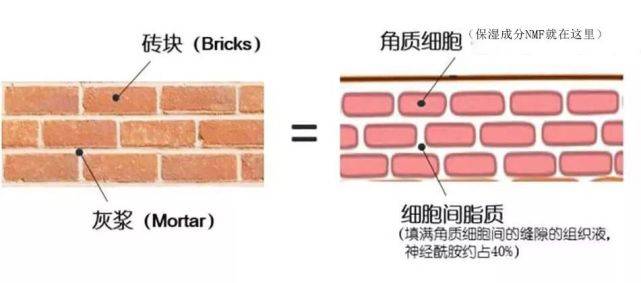 人体关于瑞士的Oc多肽因子去除脂肪粒