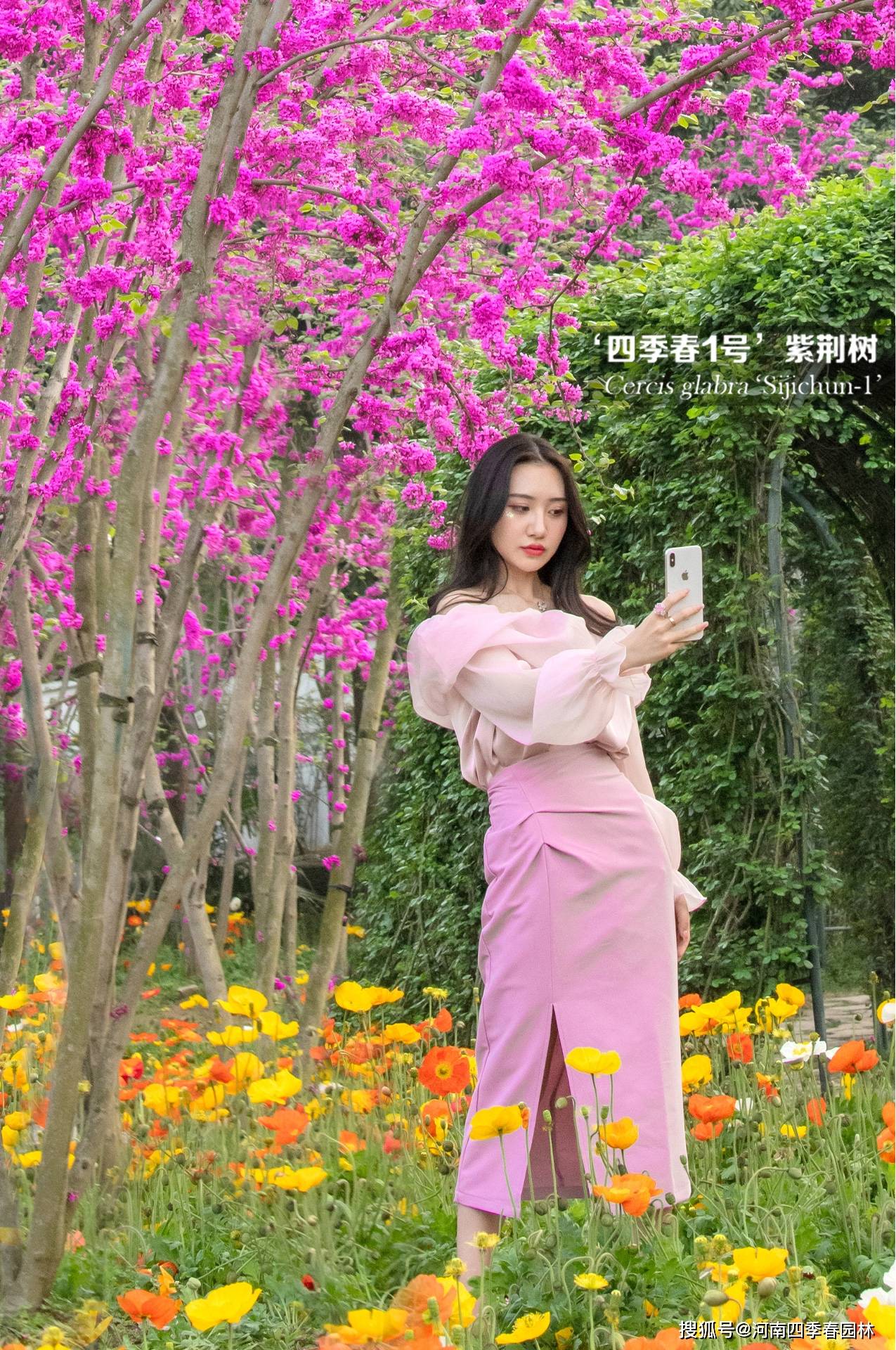 四川省独一无二的四季春1号紫荆林美女赏花打卡地
