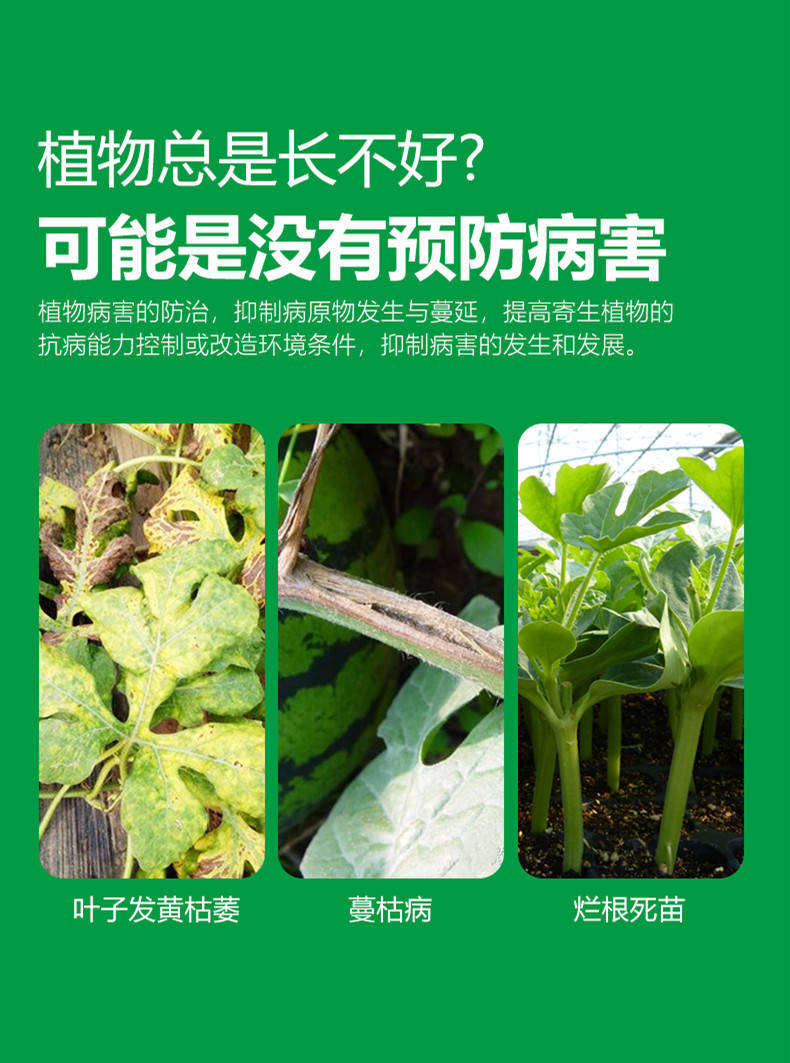 西瓜枯萎病西瓜重茬种植技术_发病_病株_防治