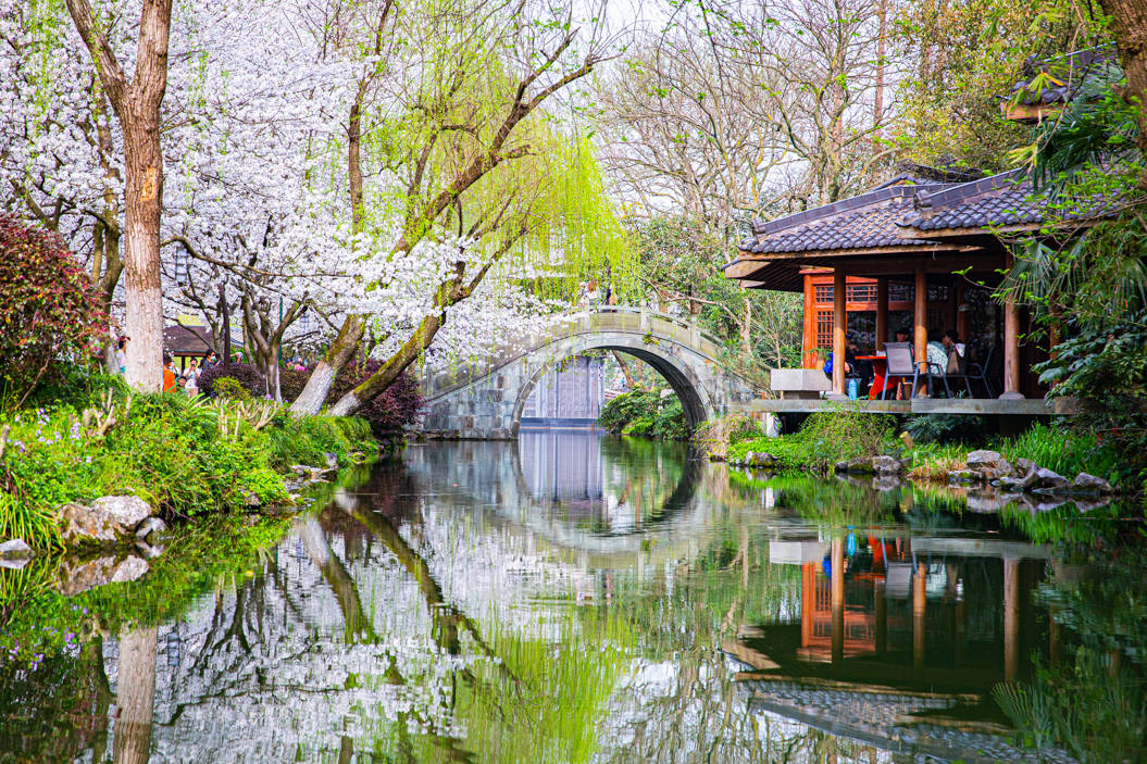不用去日本，亭台楼阁小桥流水，杭州樱花更烂漫
