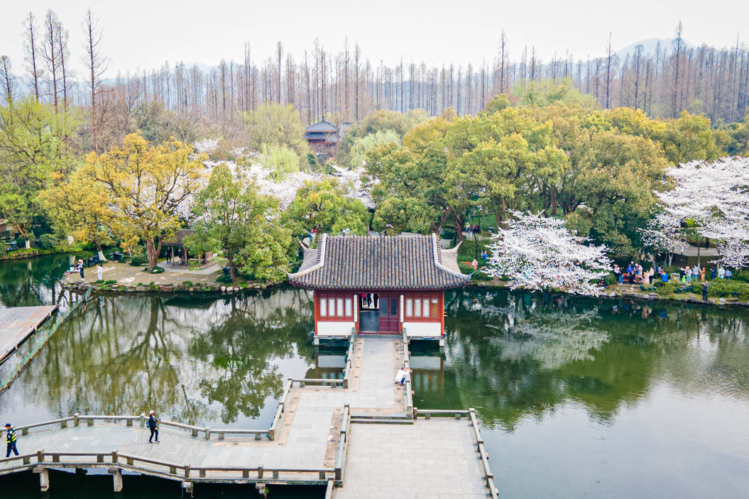 西湖|不用去日本，亭台楼阁小桥流水，杭州樱花更烂漫