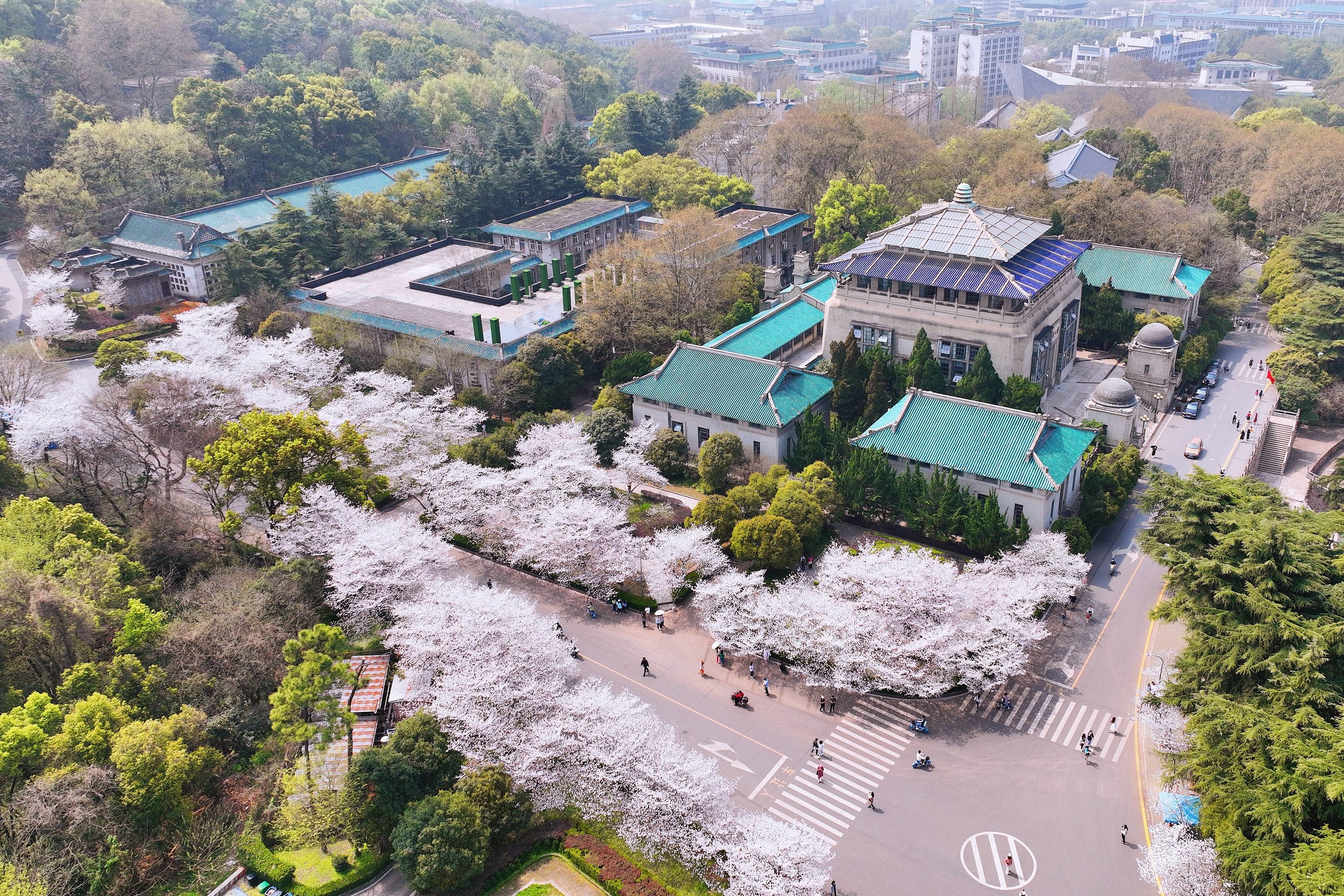 武汉大学樱花盛开，这座百年学府充满了静谧和唯美，宛如童话世界