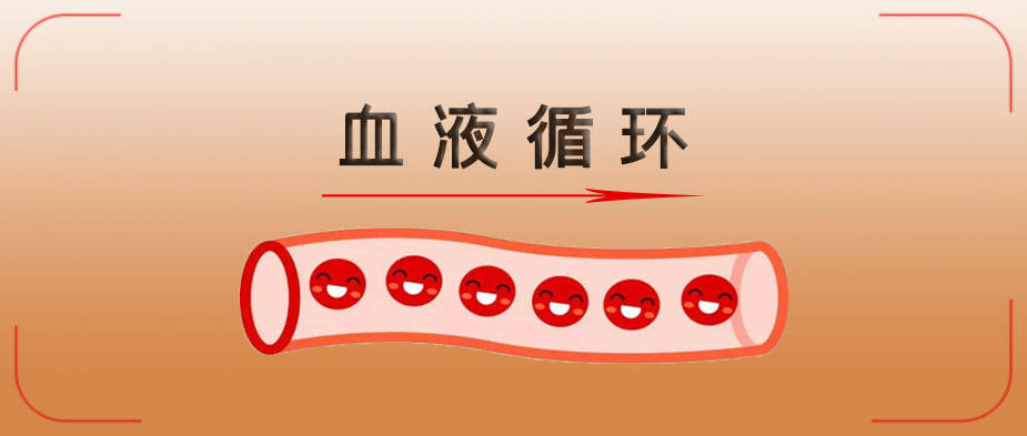 中老年人为什么血液循环差改善血液循环需做好4件事