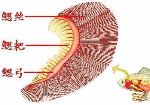 鱼类的一号杀手不易治好且易死亡的烂鳃病发生情况及针对性治疗方法