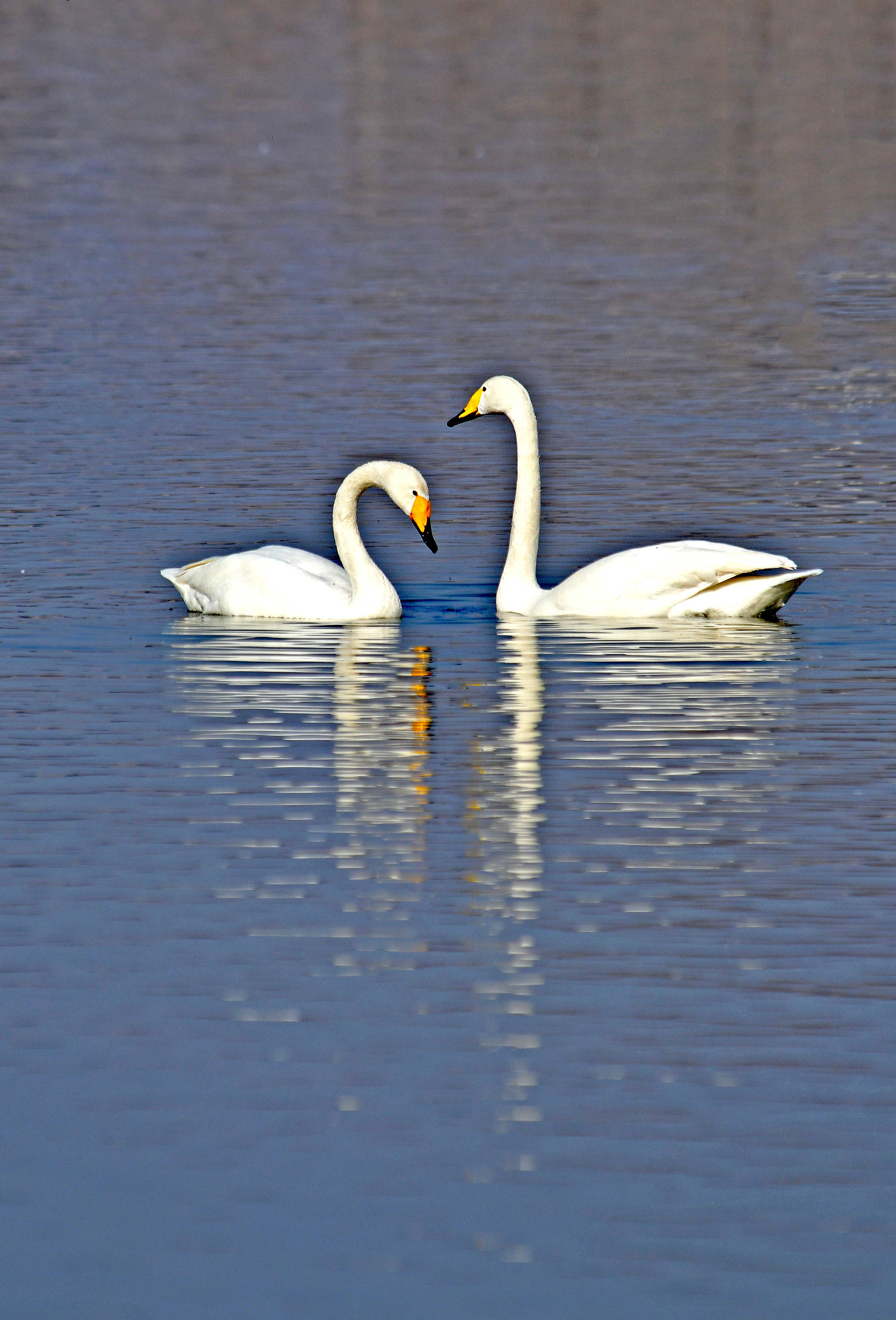 大天鹅(中)——相亲相爱相伴一生
