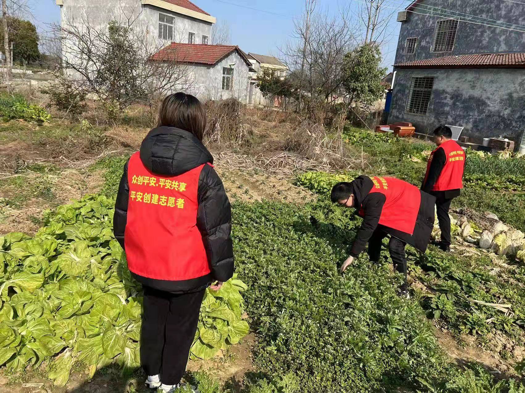 合口镇开展禁种铲毒踏查活动