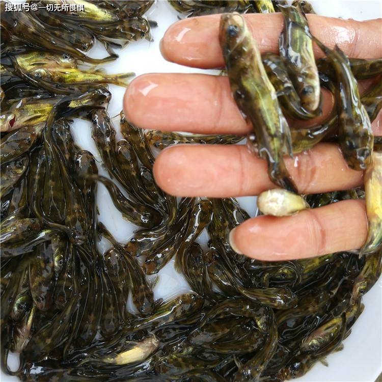 鲈鱼、黄骨鱼、泥鳅水产养殖；选湖北佳农晖农业科技有限公司 