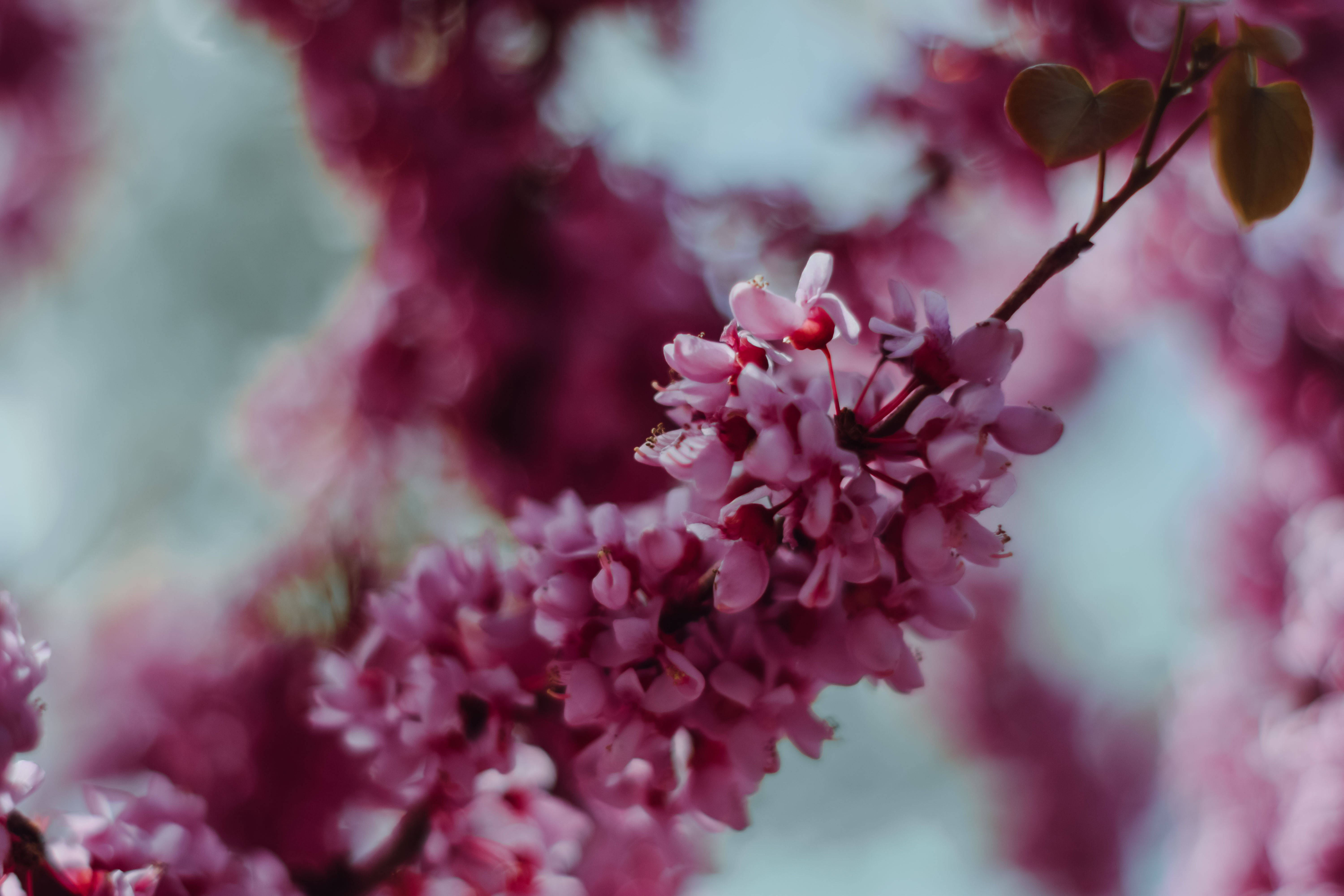 花开渐|以花为媒，来高新二路赴一场春之约