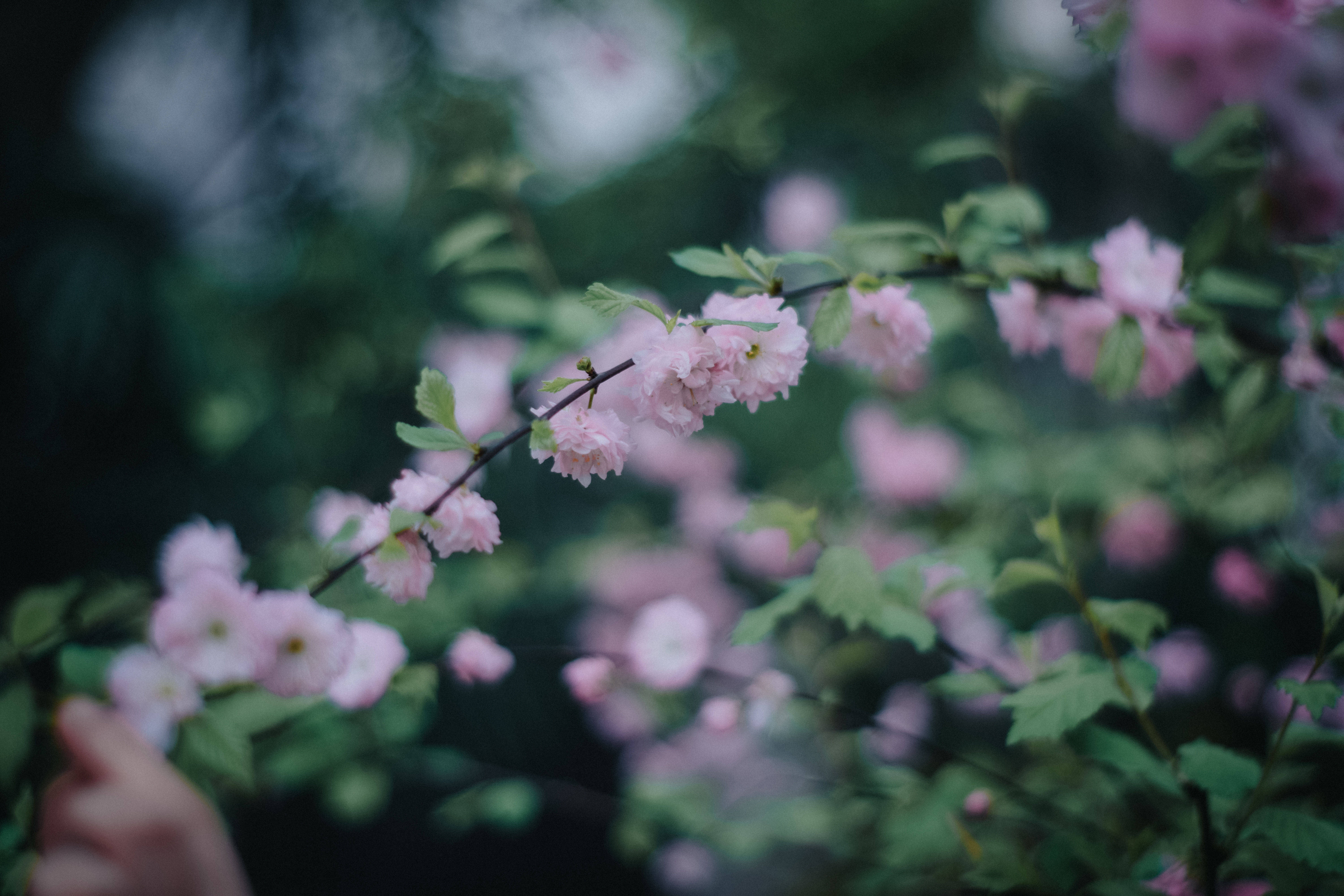 花开渐|以花为媒，来高新二路赴一场春之约