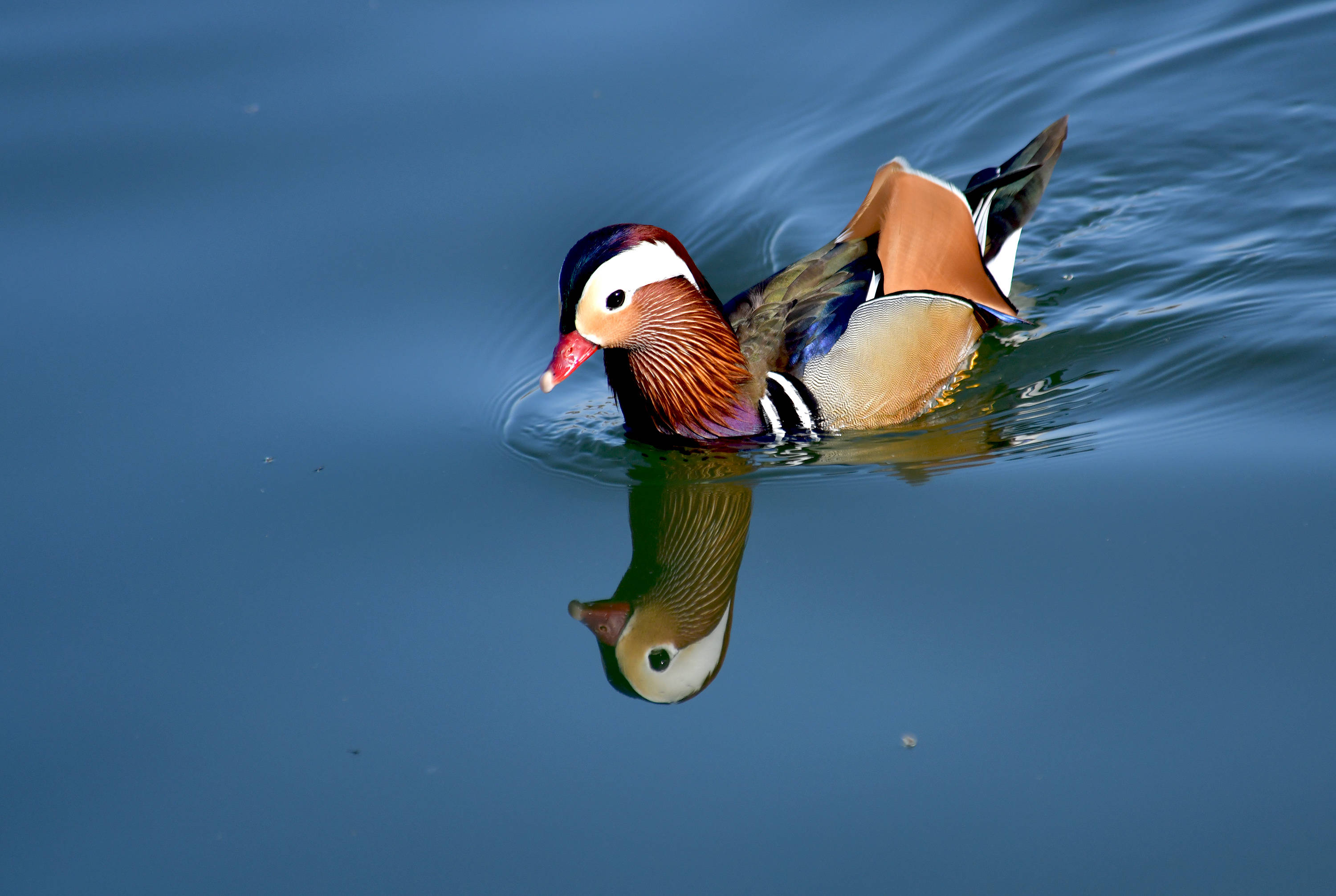 春风湖水荡