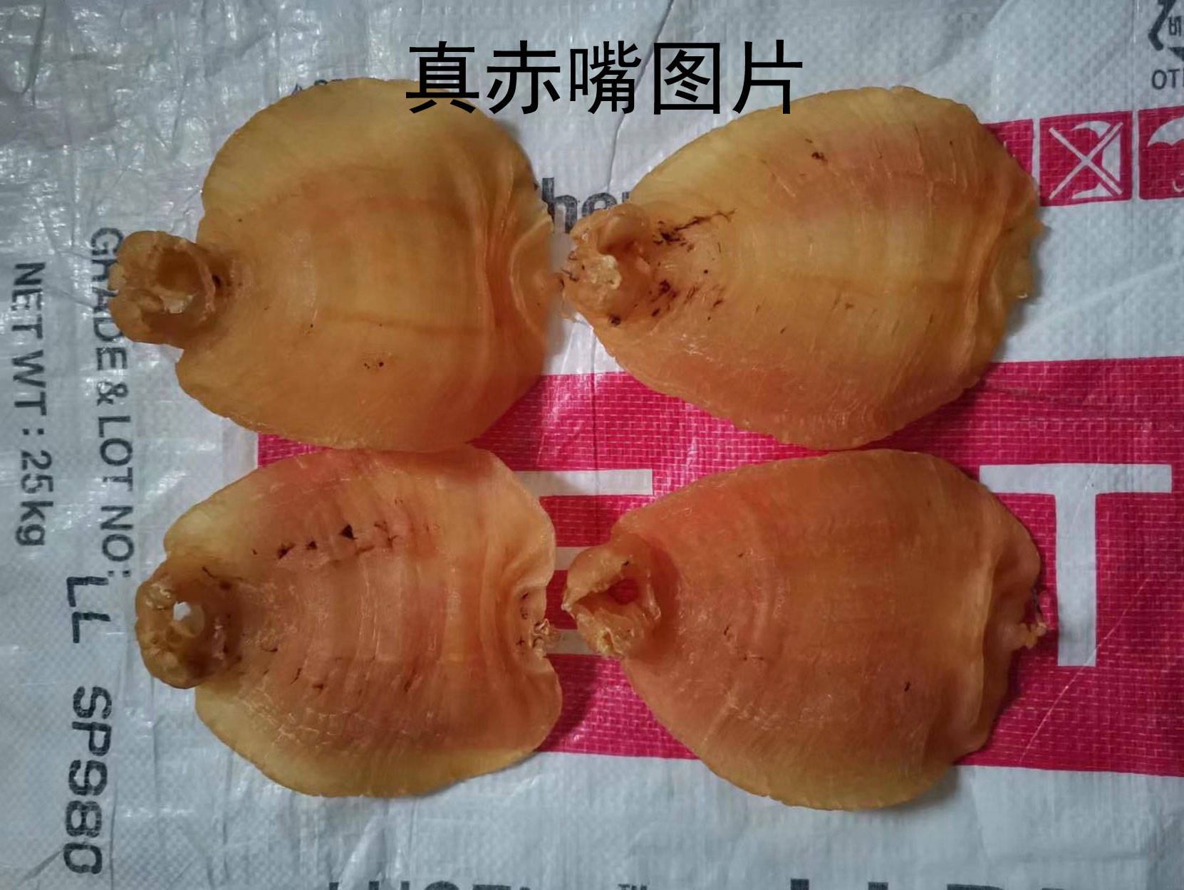 赤嘴鱼胶真假辨别_养殖_基本_品种