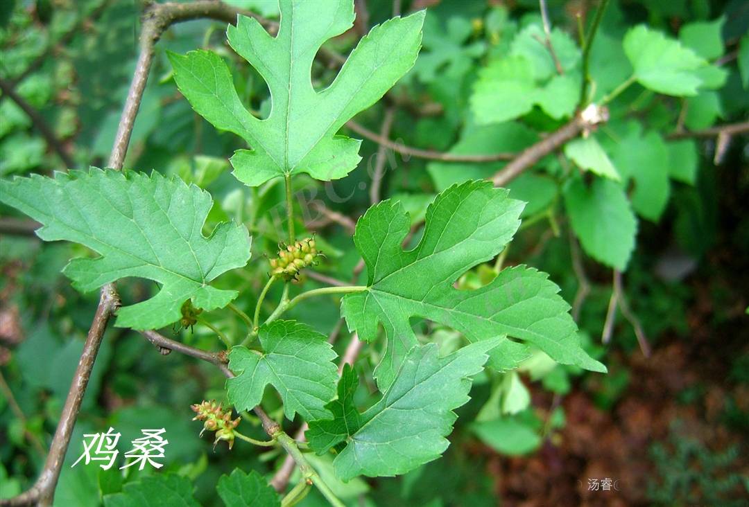 除了桑和魯桑,北方常見的野生桑還有蒙桑.