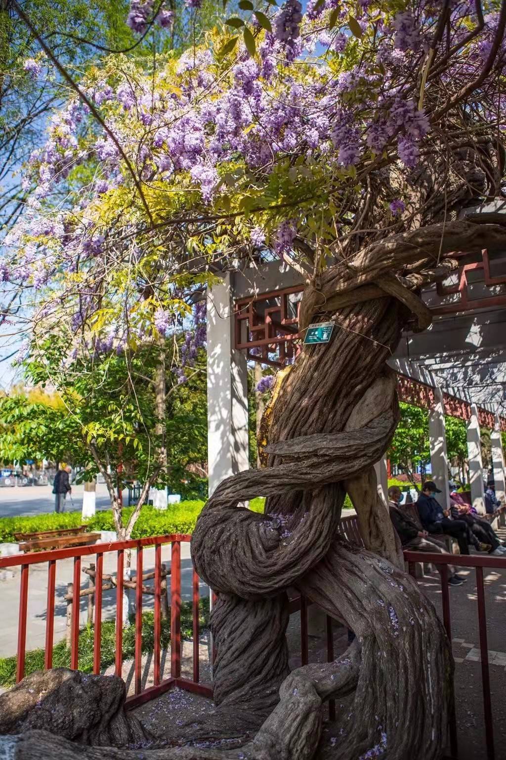 南京郑和公园有个寿星紫藤相传为航海家郑和所植