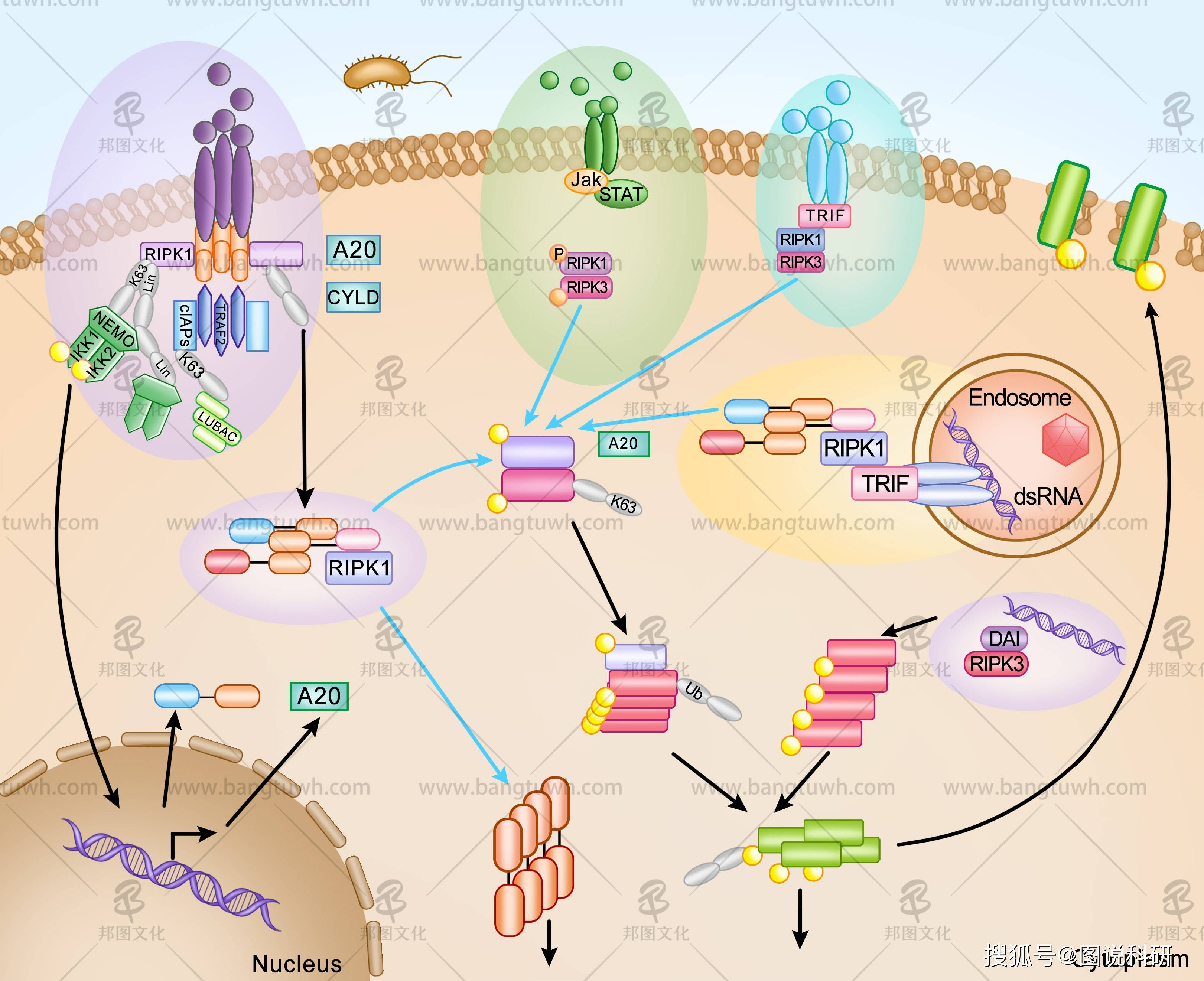 科研绘图作品邦图文化期刊封面设计文章插图医学插画