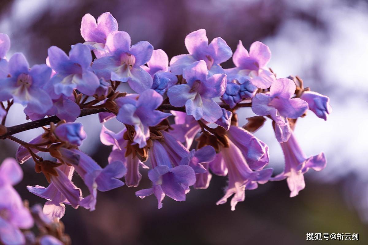 千佛山的泡桐树开花了,你知道泡桐和梧桐有什么区别吗_紫色_颜色_朋友