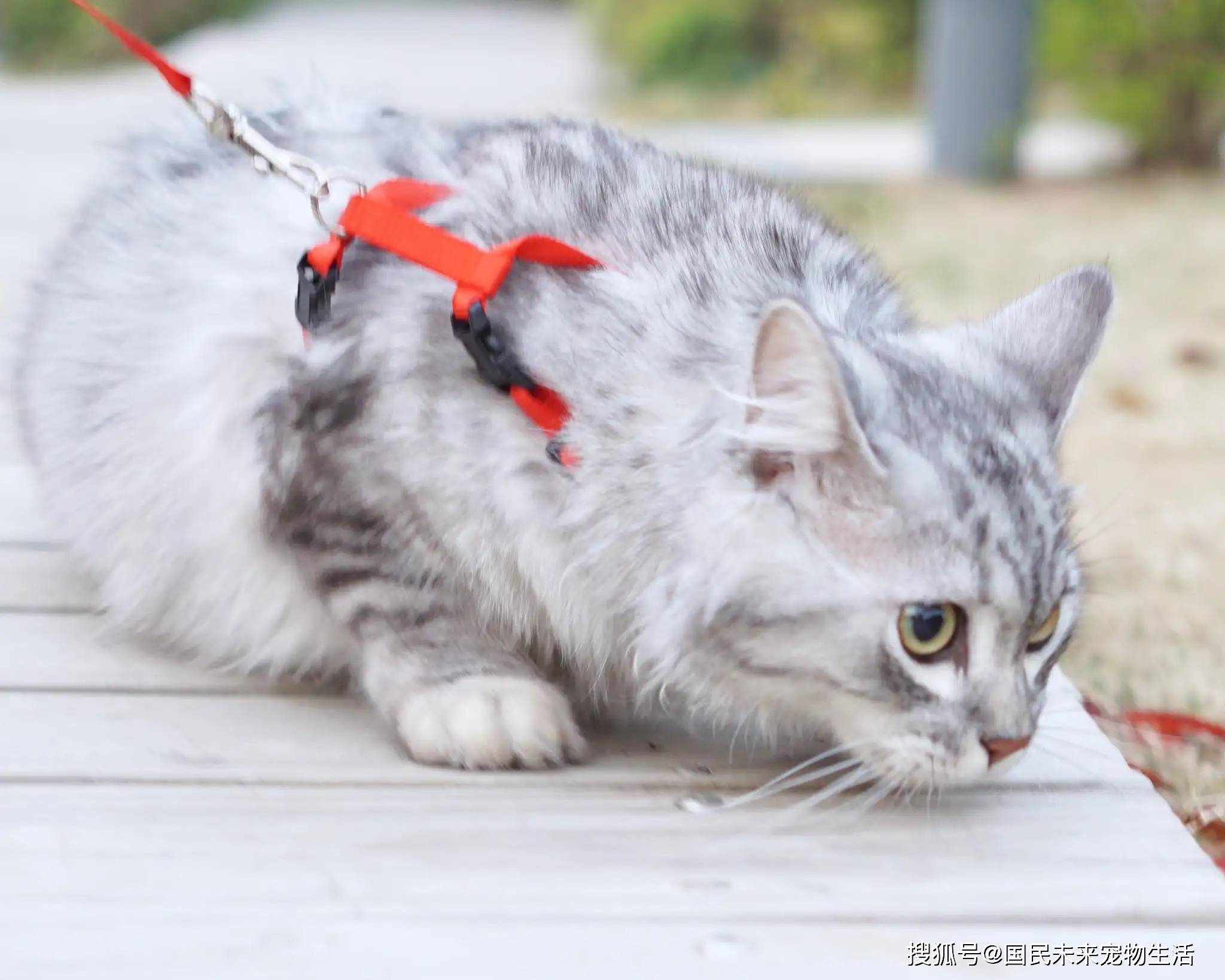 猫咪中毒了怎么办？学会紧急方法，铲屎官有效救猫！_搜狐网