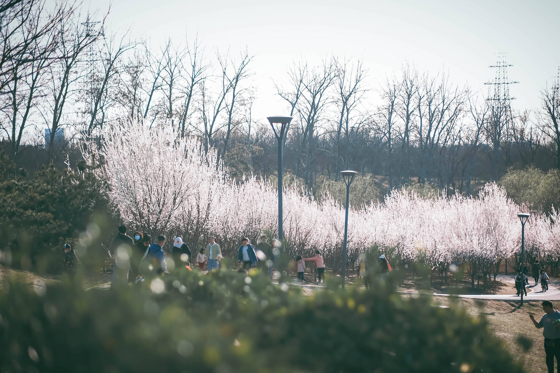 北京春日赏花不扎堆，这座湿地公园别错过哦！