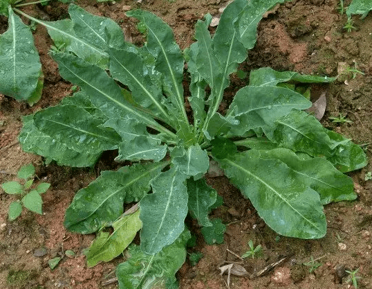 种植板蓝根怎么施肥板蓝根的高产种植技术