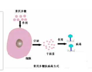 黄芪多糖添加饲料中能明显改善小肠的形态结构,提高小肠的消化功能