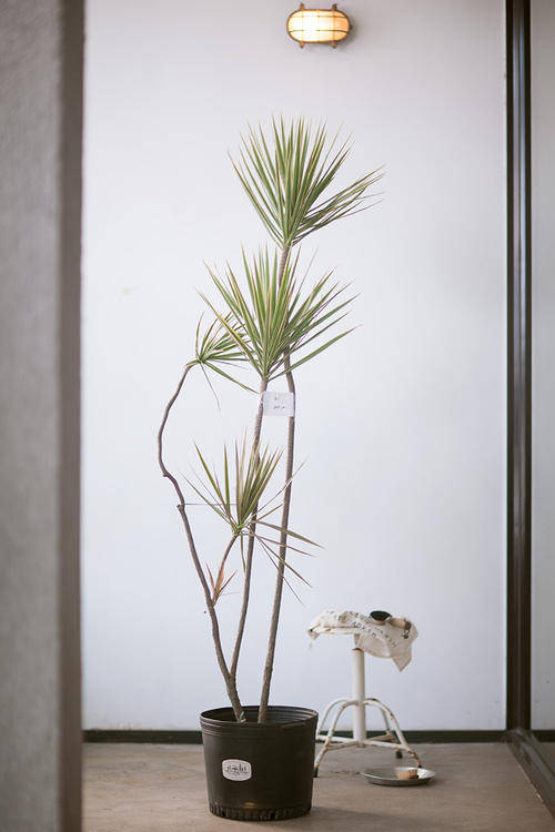 马尾铁叶子发黄怎么办