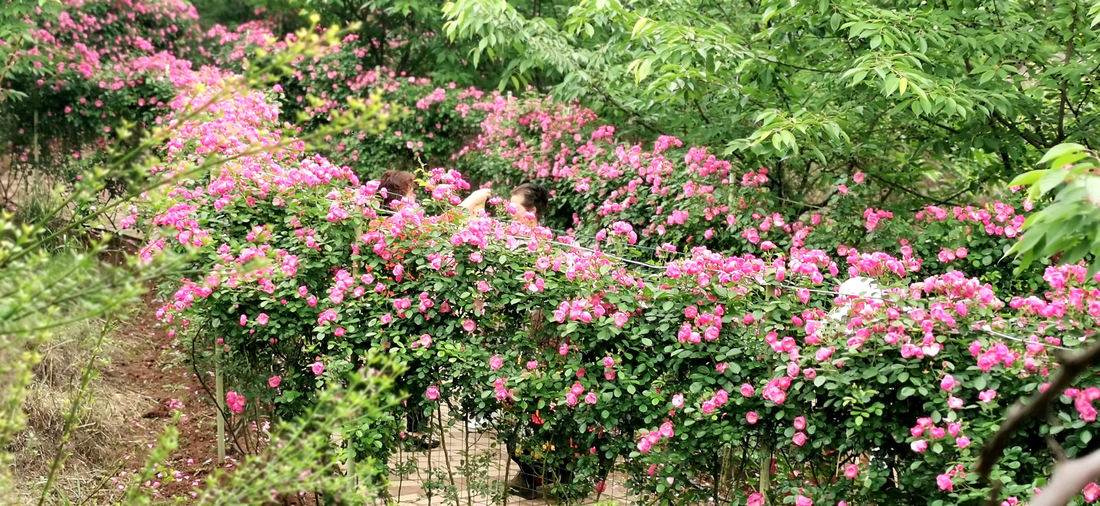 澜岭江花玫瑰园门票图片