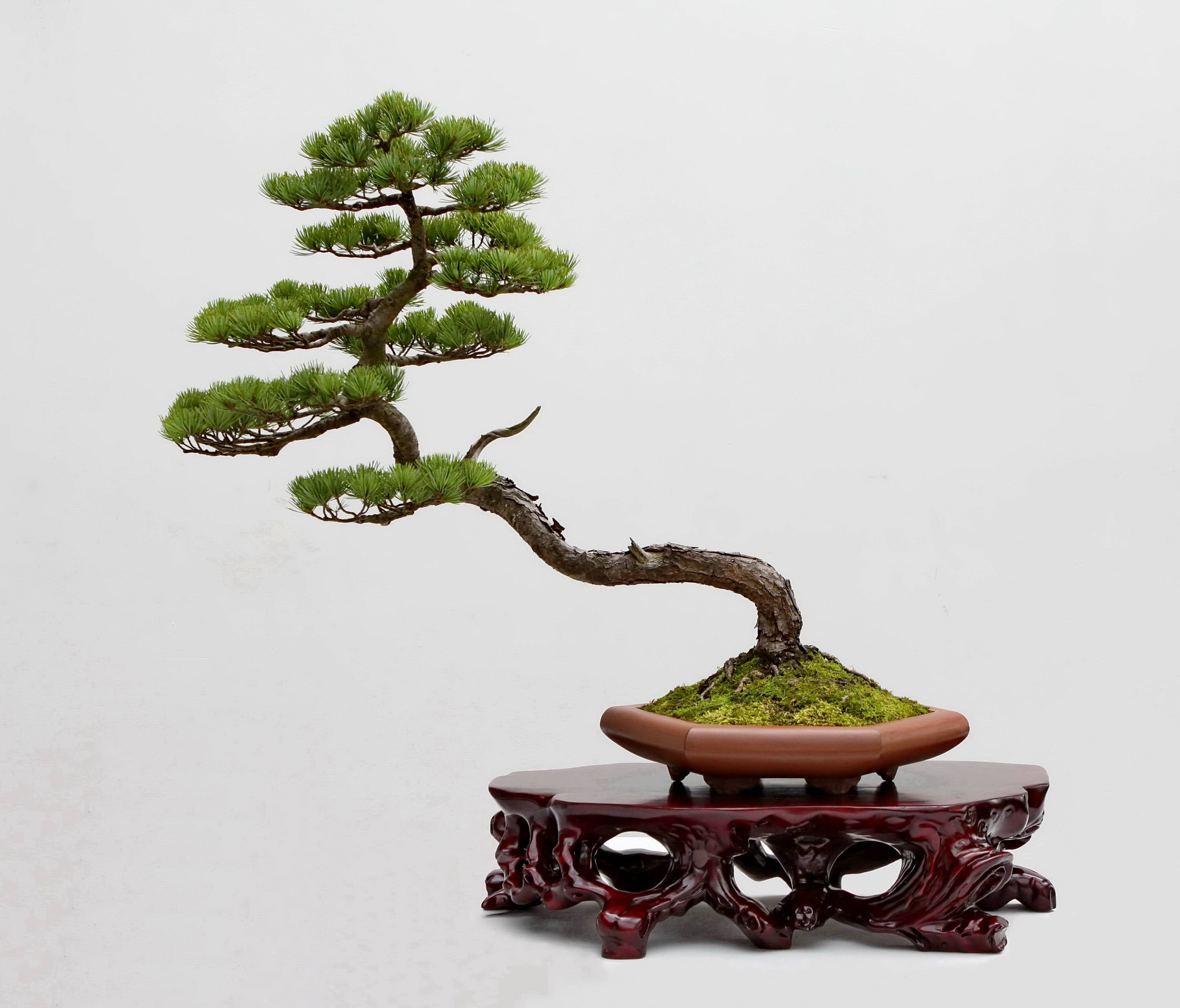 园林专业高级工程师(1996年江苏省人事厅授予),中国盆景艺术大师(2001