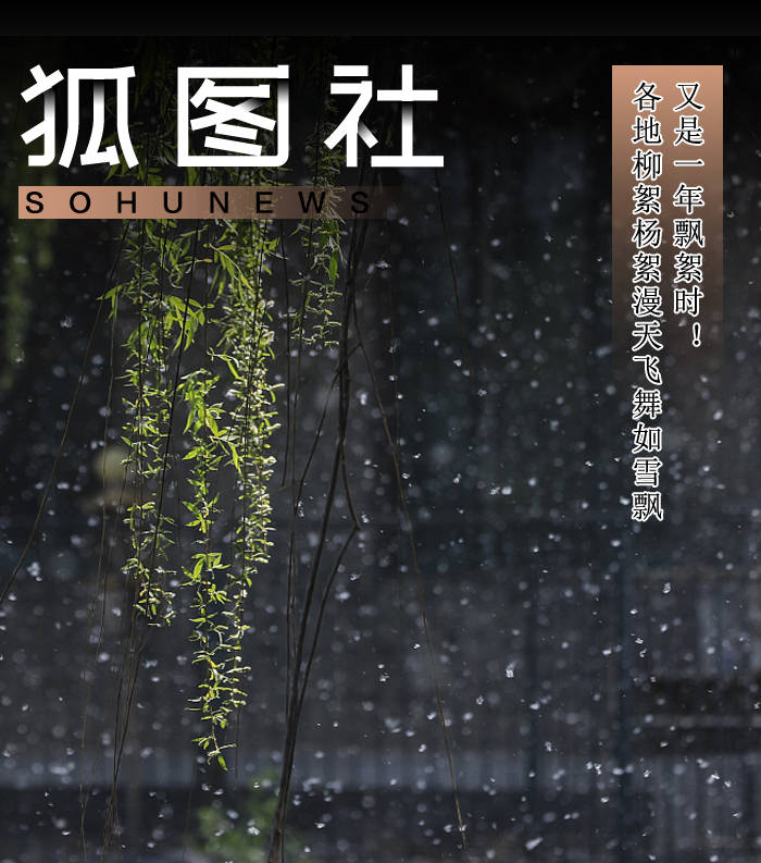 又是一年飞絮时!各地柳絮杨絮漫天飞舞如雪飘-搜狐大视野-搜狐新闻